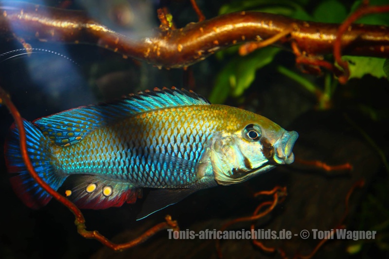 Astatotilapia calliptera 'Thumbi East Island'